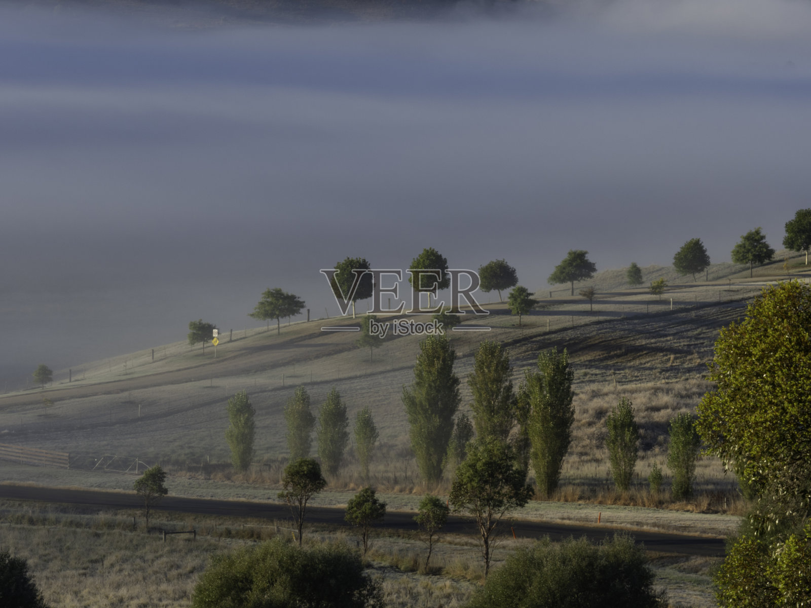 在雾蒙蒙的早晨,树木排成一排照片摄影图片