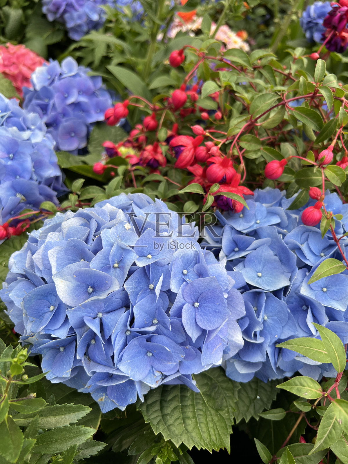 花园里盛开着各种颜色和形状的花照片摄影图片