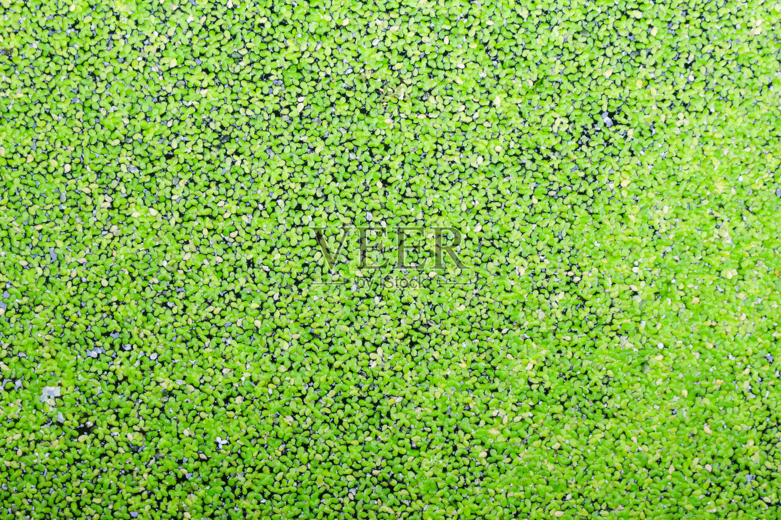 水系植物照片摄影图片