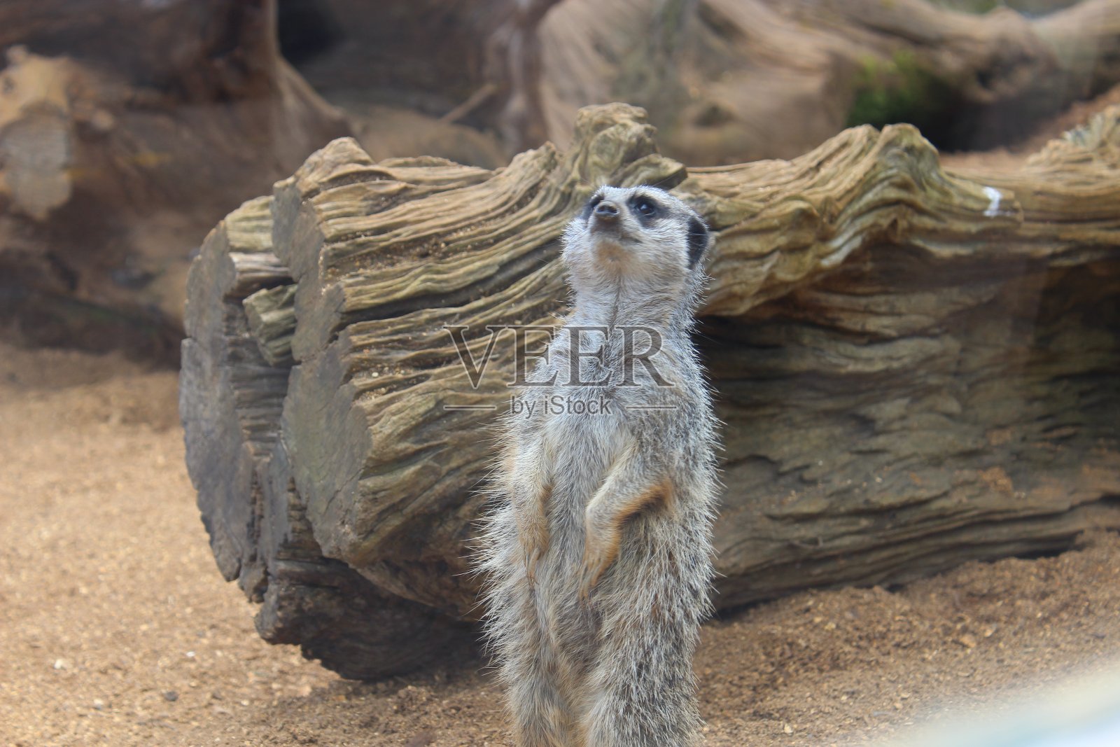 猫鼬照片摄影图片