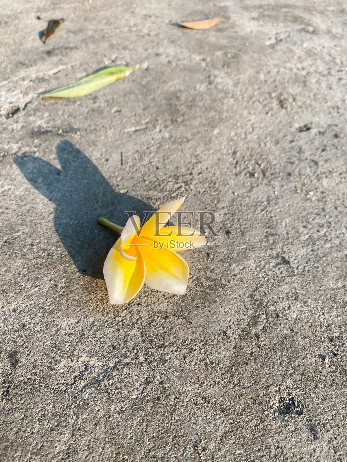 黄色的金花在地上照片摄影图片