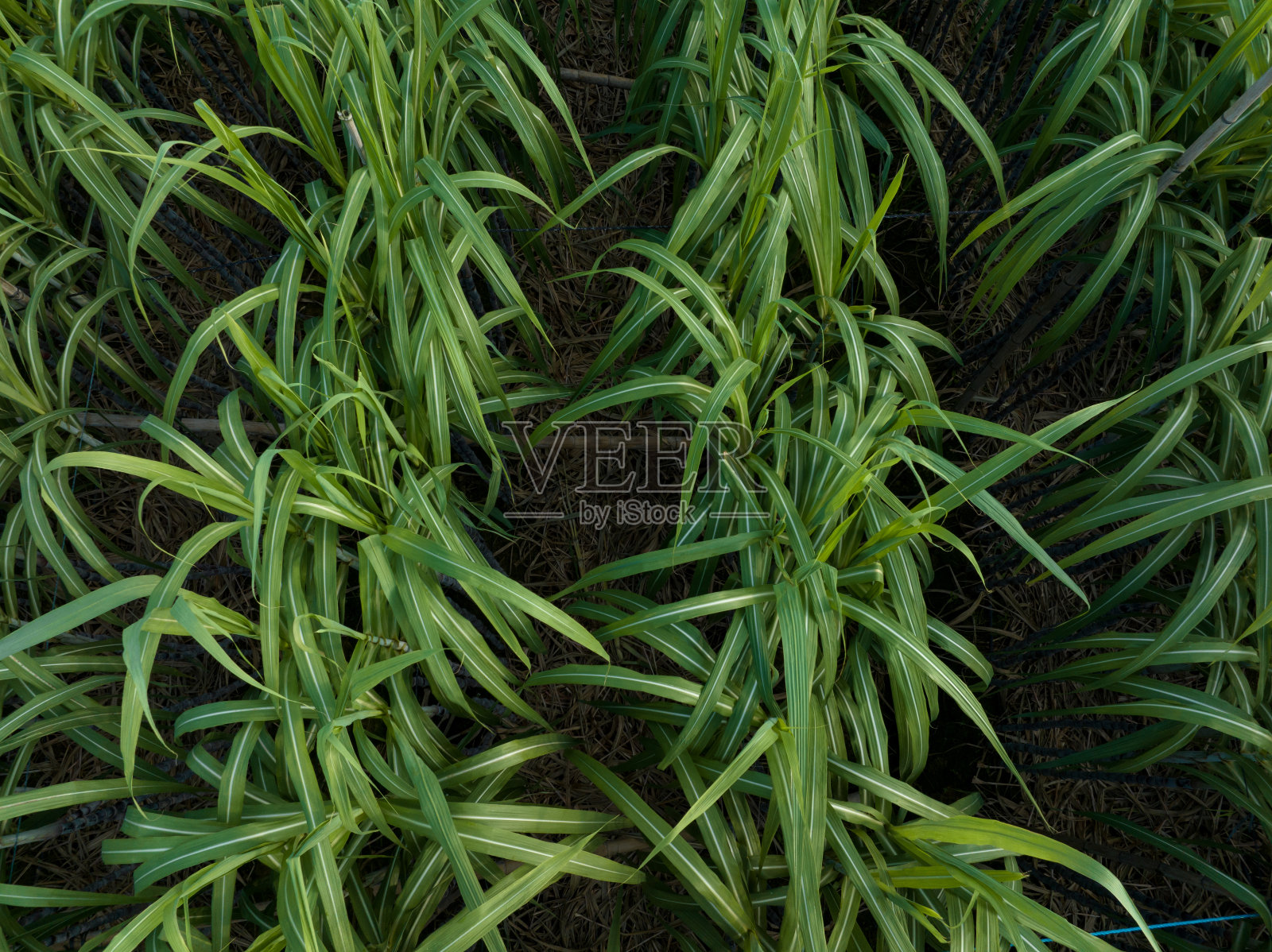 在田间生长的甘蔗鸟瞰图照片摄影图片