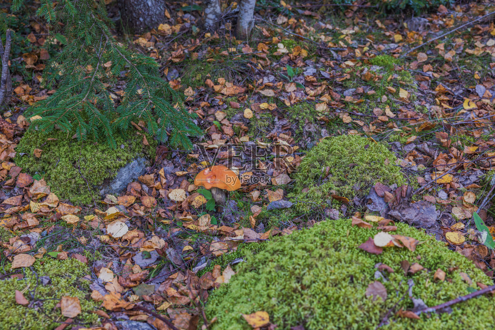 秋季森林中生长的蘑菇的美丽景色特写。瑞典。照片摄影图片