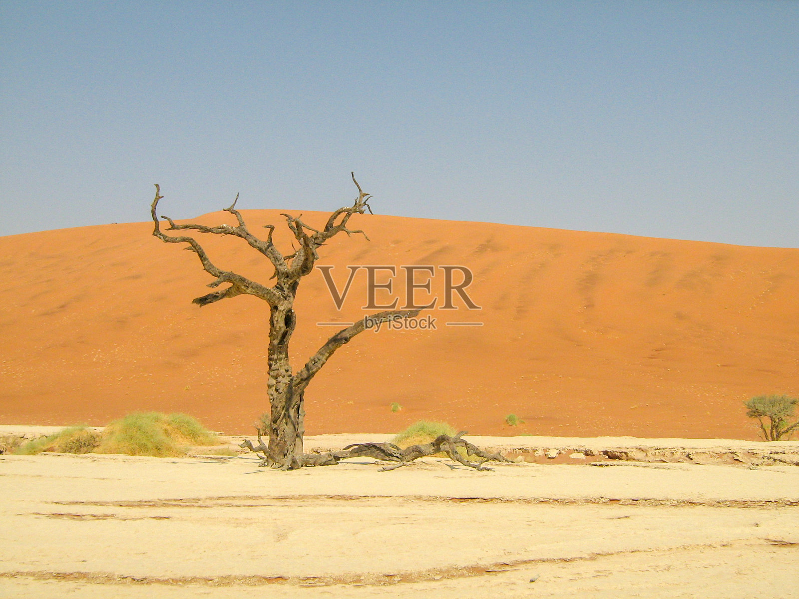 沙漠里的树干照片摄影图片