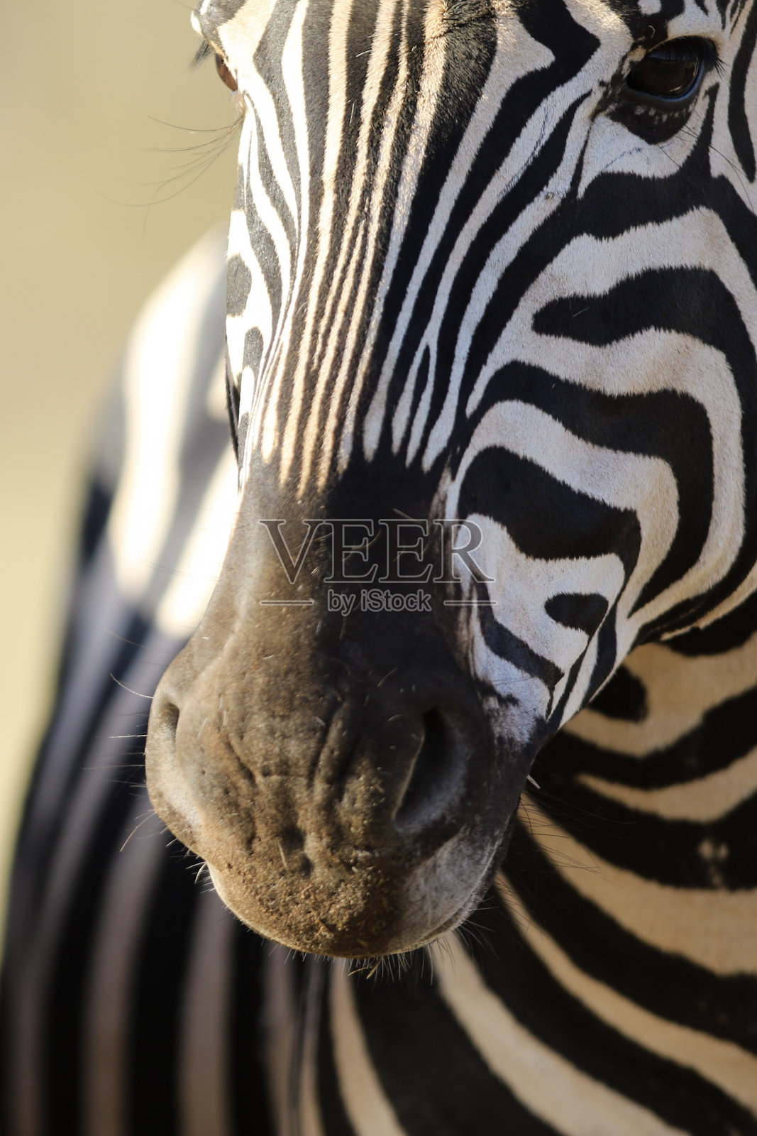 叶柄照片摄影图片