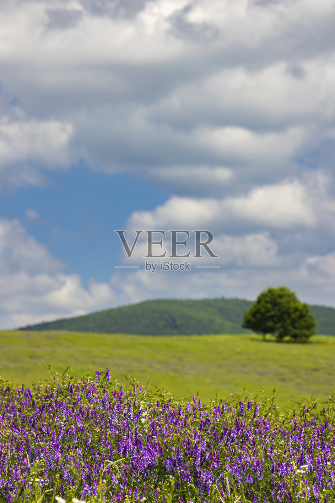 捷克共和国南摩拉维亚白色喀尔巴阡山脉的春天风景照片摄影图片