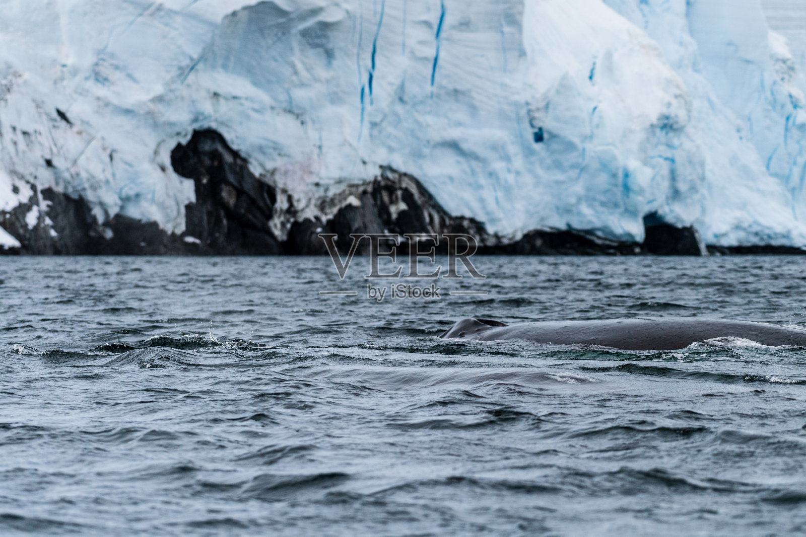 座头鲸背鳍和气孔的细节照片摄影图片