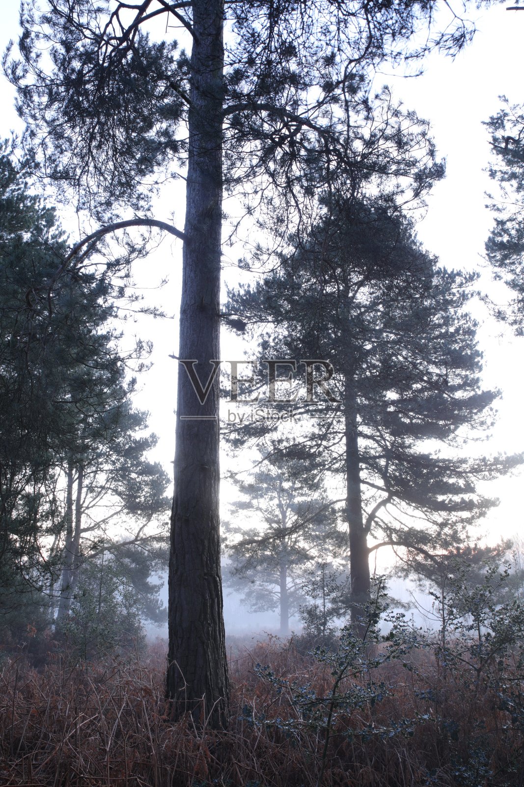 宁静的森林景色与朦胧的早晨氛围照片摄影图片