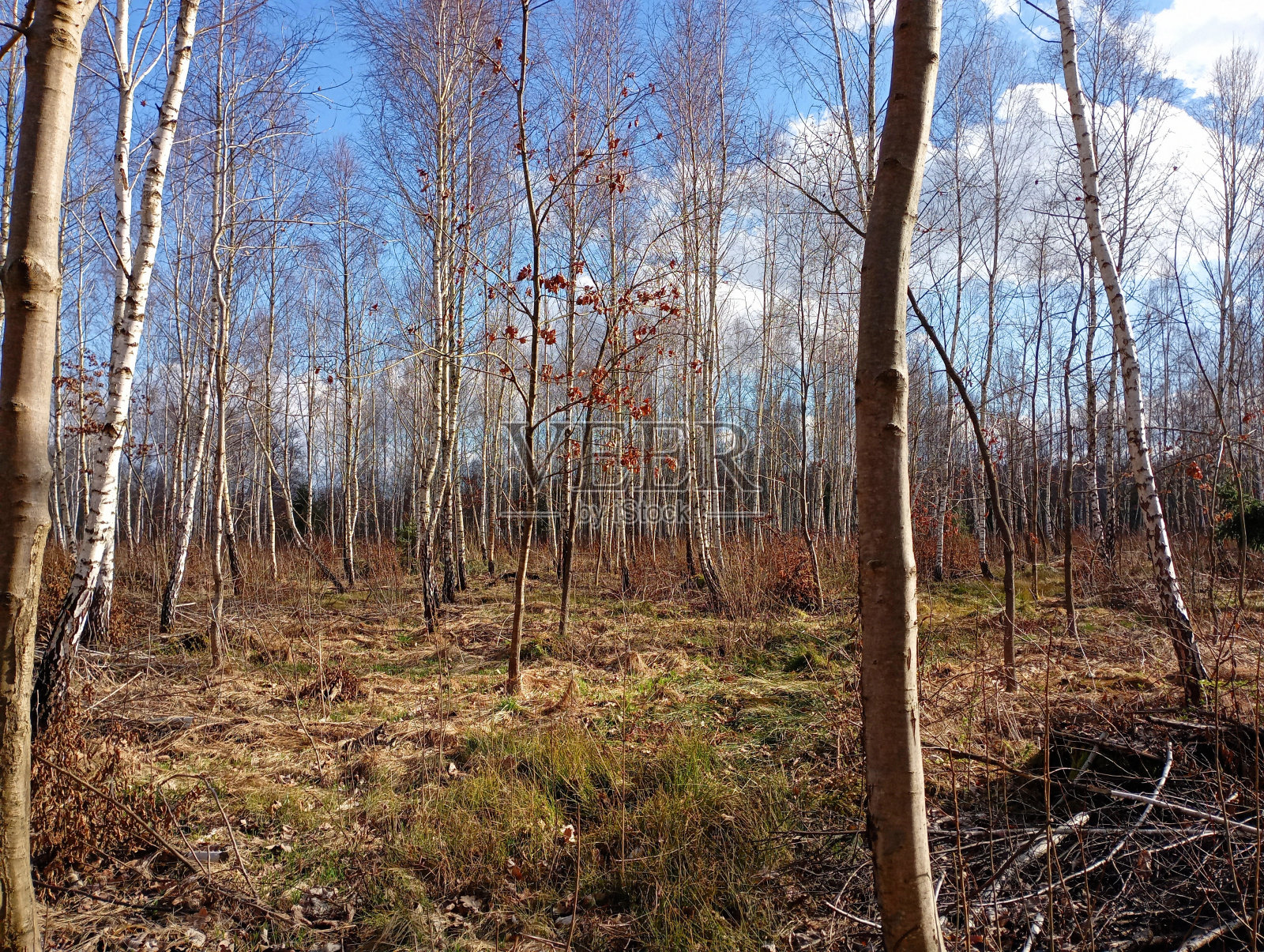 美丽的风景在白桦林与年轻的树木在春天。美丽的白桦林在晴朗的天气。照片摄影图片