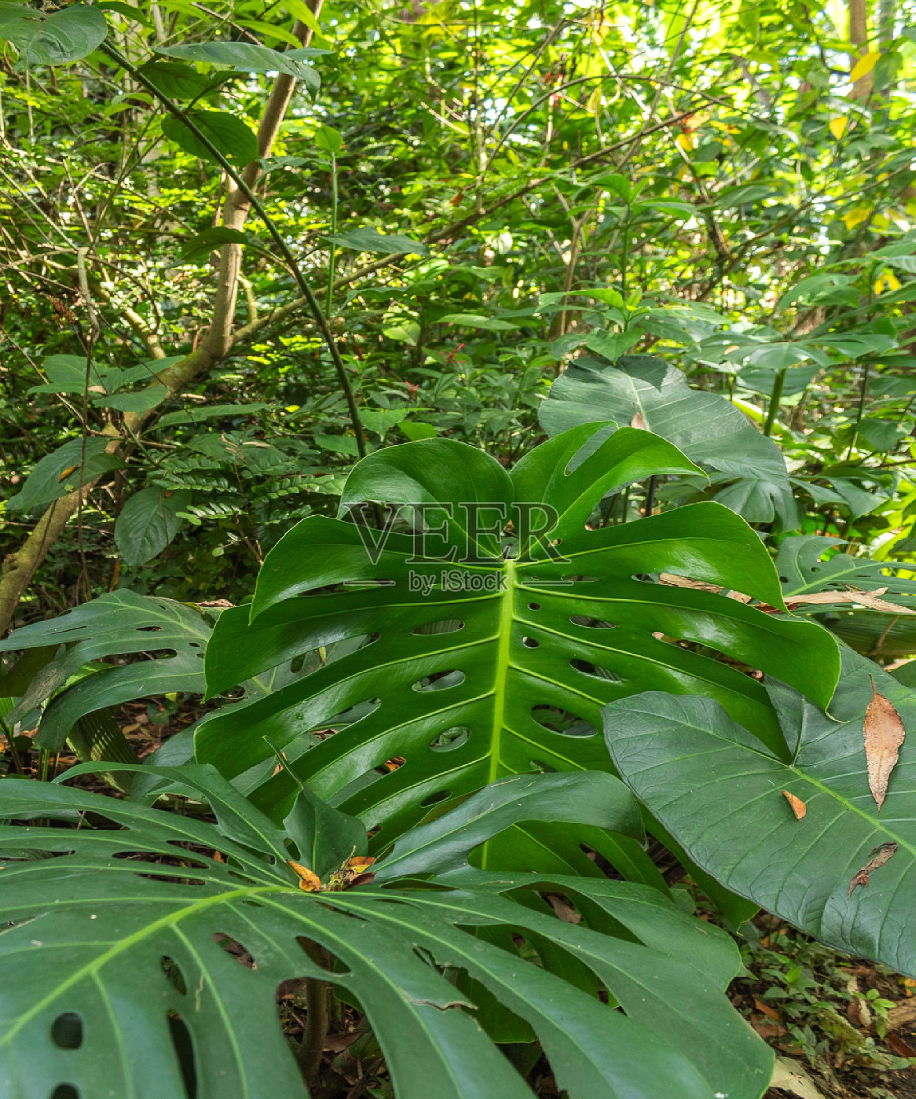 绿色的树叶照片摄影图片