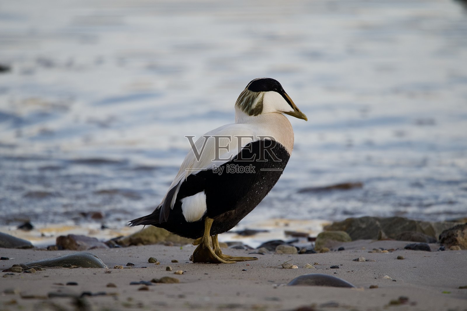 雄性雌性绒鸭海滨鸟类照片摄影图片