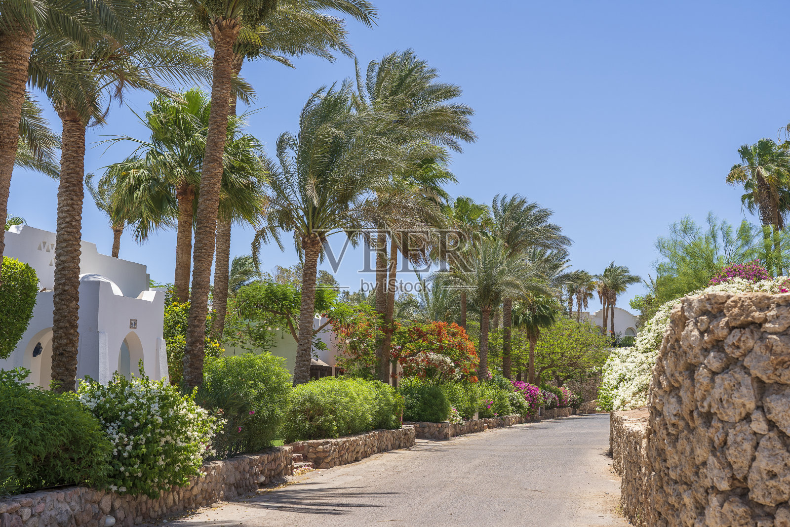 在埃及的沙姆沙伊赫,空旷的道路上开满了五颜六色的鲜花照片摄影图片