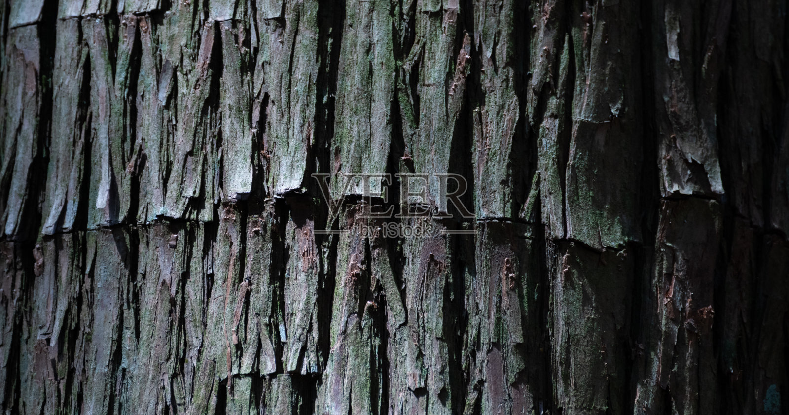雪松木表面照片摄影图片