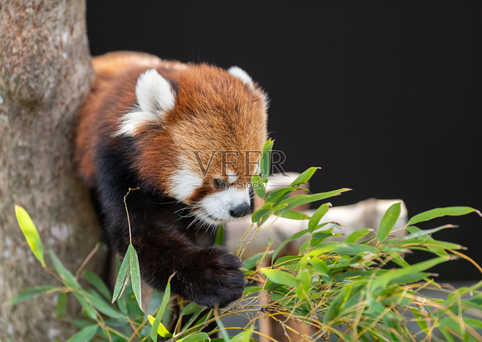 小熊猫在树上照片摄影图片