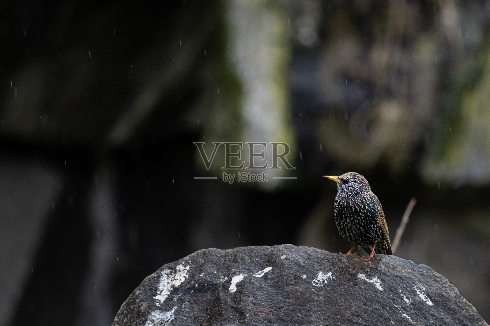 燕八哥照片摄影图片