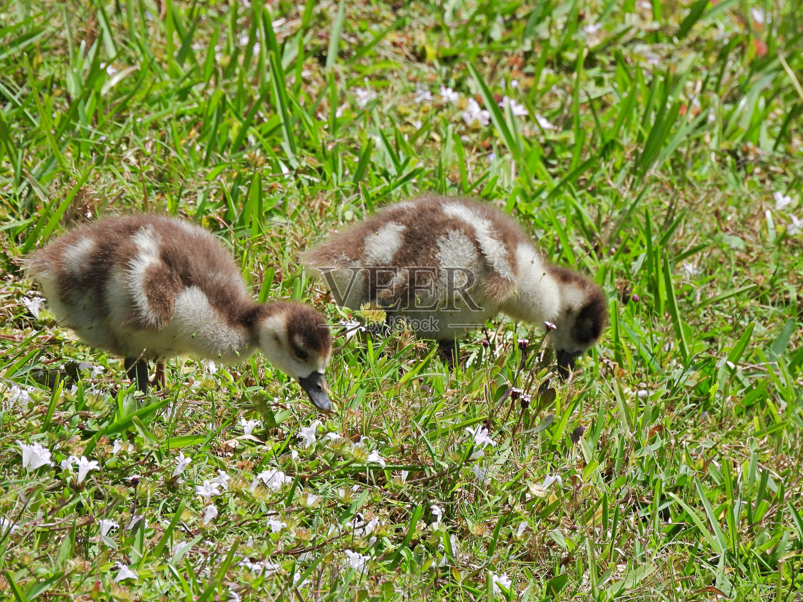 埃及鹅(Alopochen aegyptiaca)——在草丛中觅食的小鸭子照片摄影图片