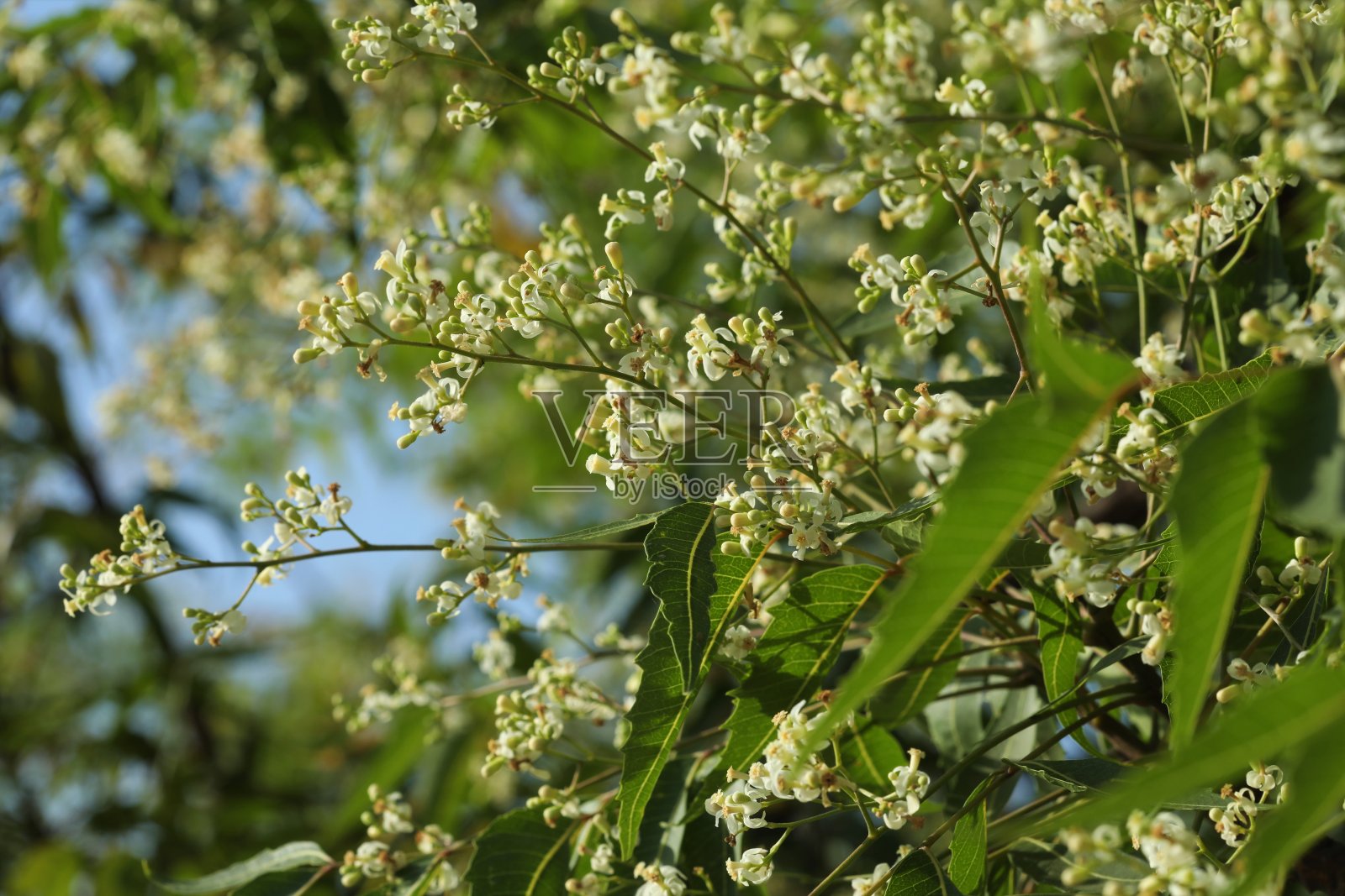 印楝树有花,有叶。尼姆树。Azadirachta indica。Margosa。印度的淡紫色。自然背景。照片摄影图片