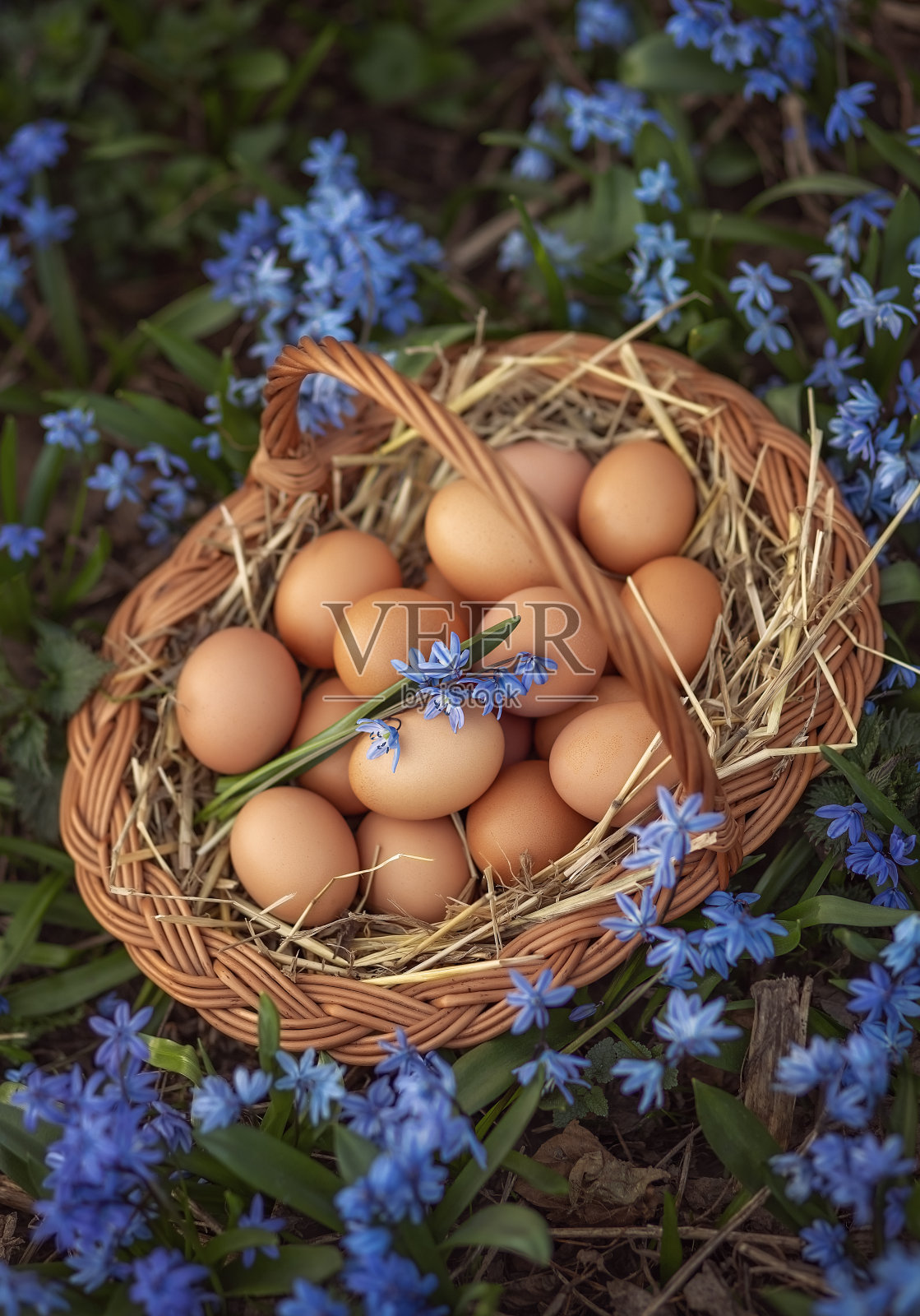 静物。照片摄影图片