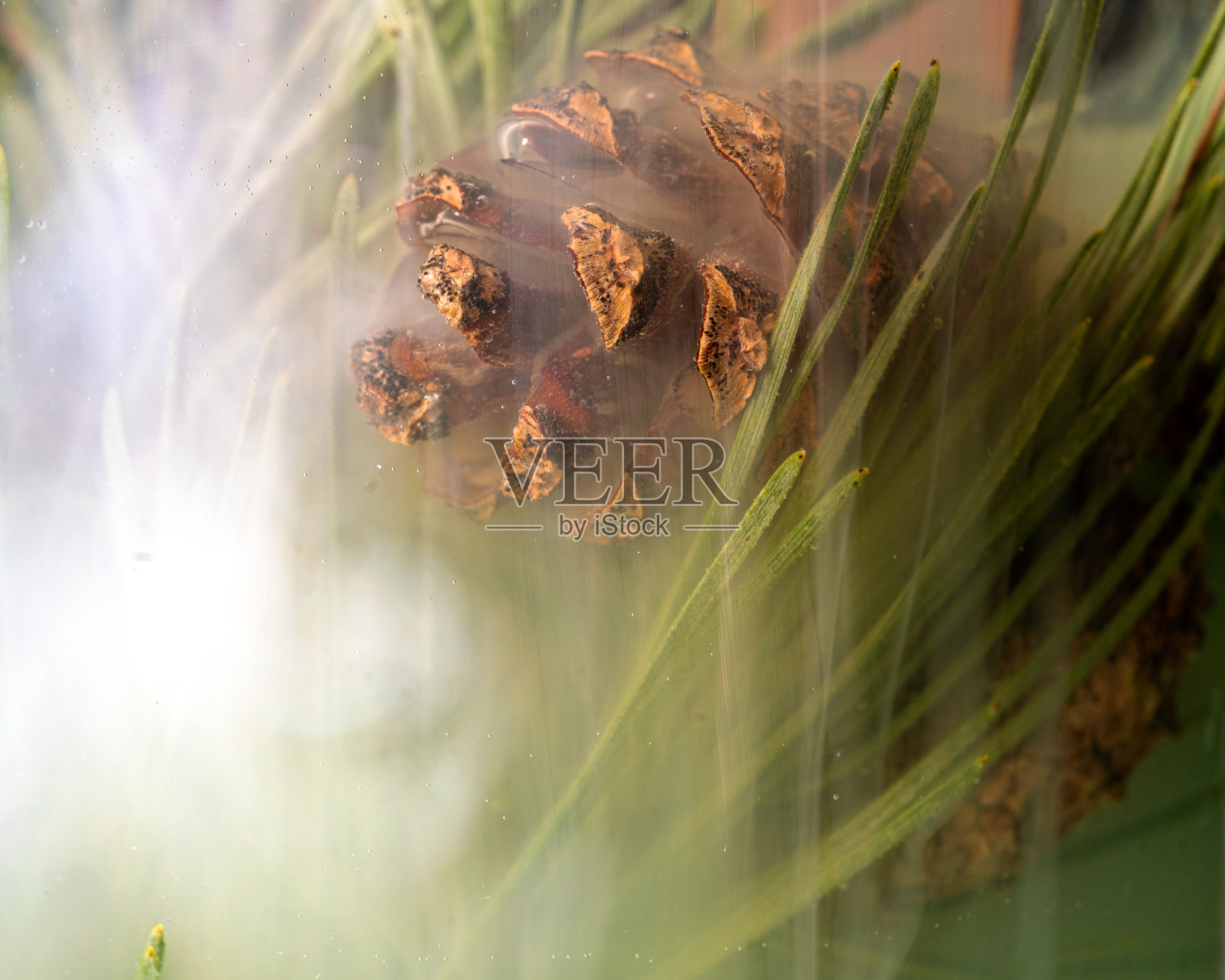 抽象照片用针和球果在水中,色彩斑斓的水,抽象,有趣的纹理照片摄影图片