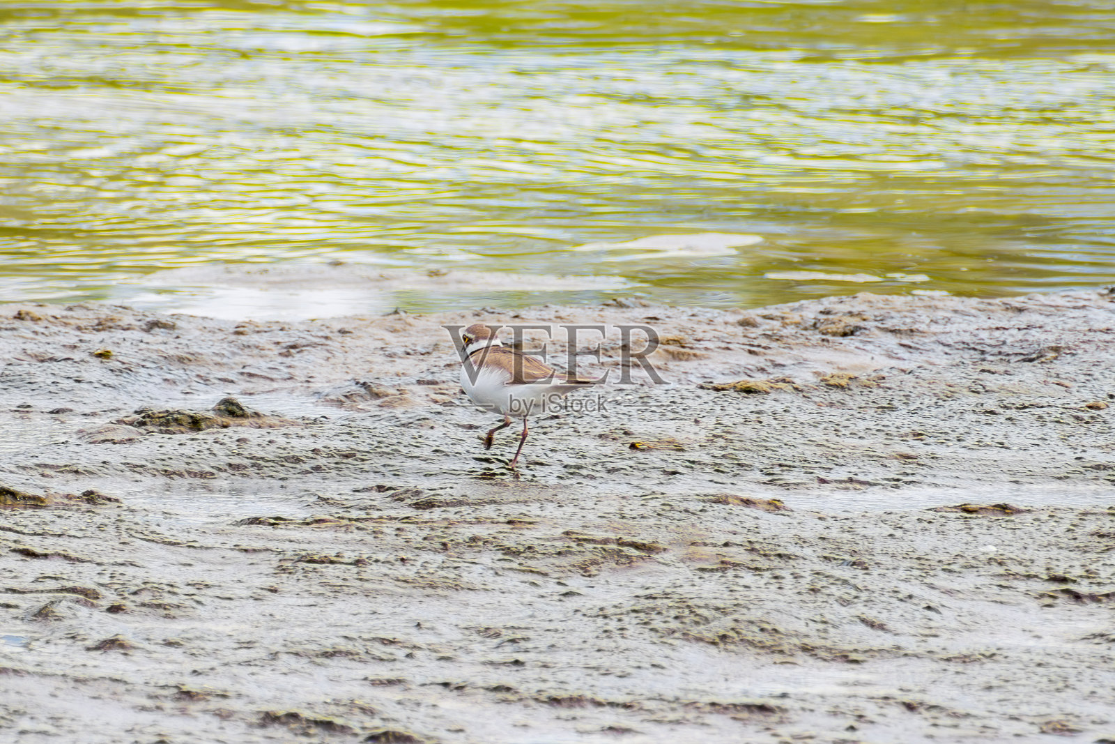Charadrius dubius。小环鸻在自然栖息地。在河边的岸边。特写镜头照片摄影图片
