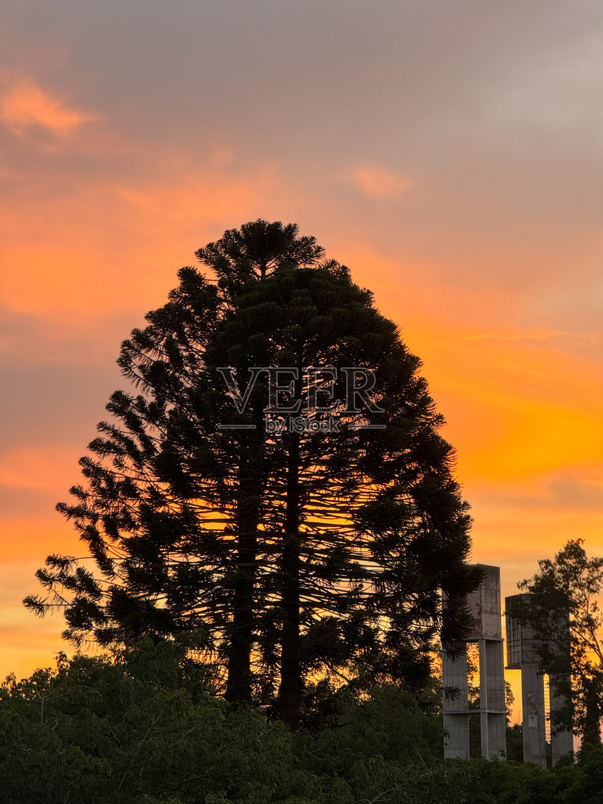 一棵树的剪影映衬着美丽的橙色天空照片摄影图片