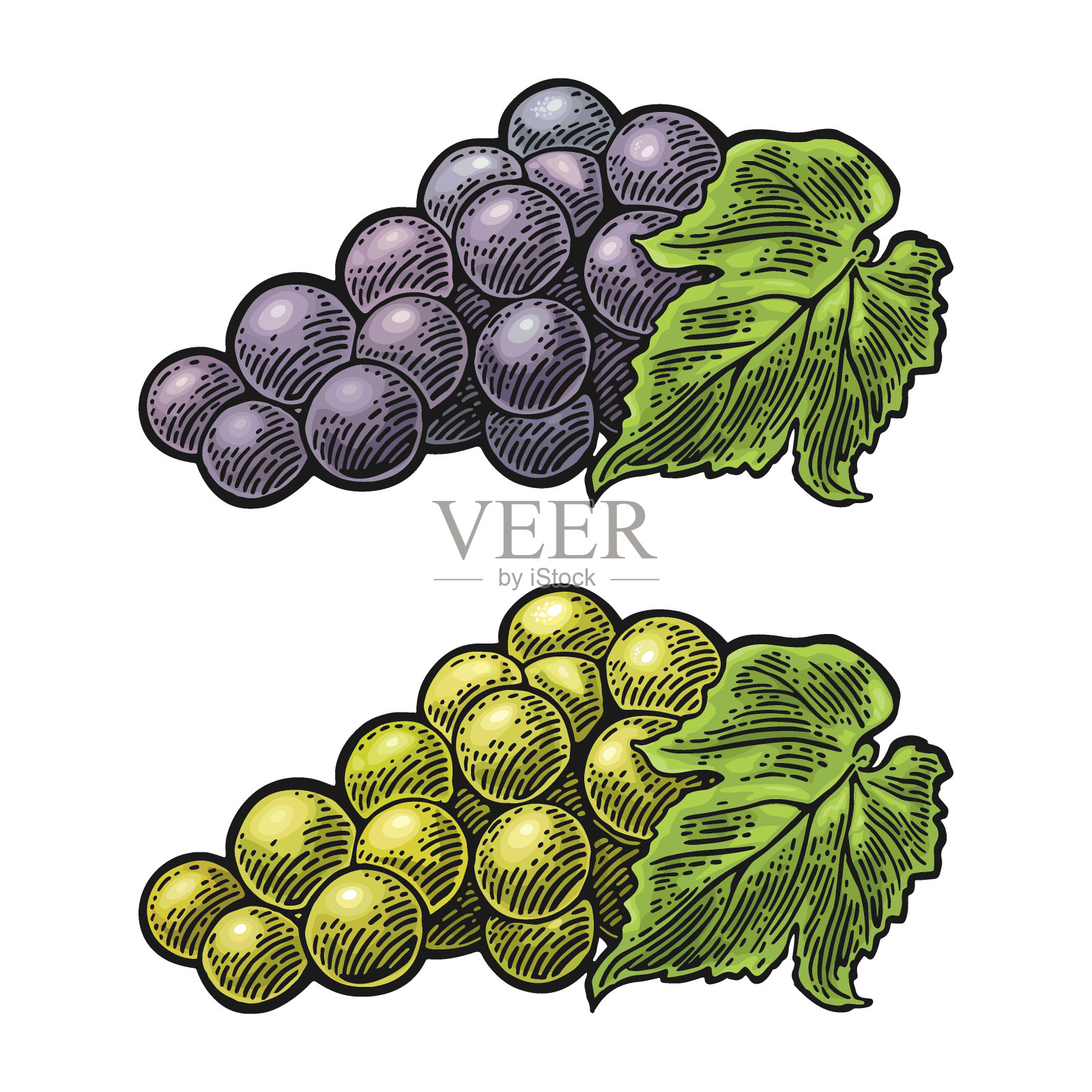 一串带浆果和叶子的葡萄。复古雕刻矢量插画图片素材