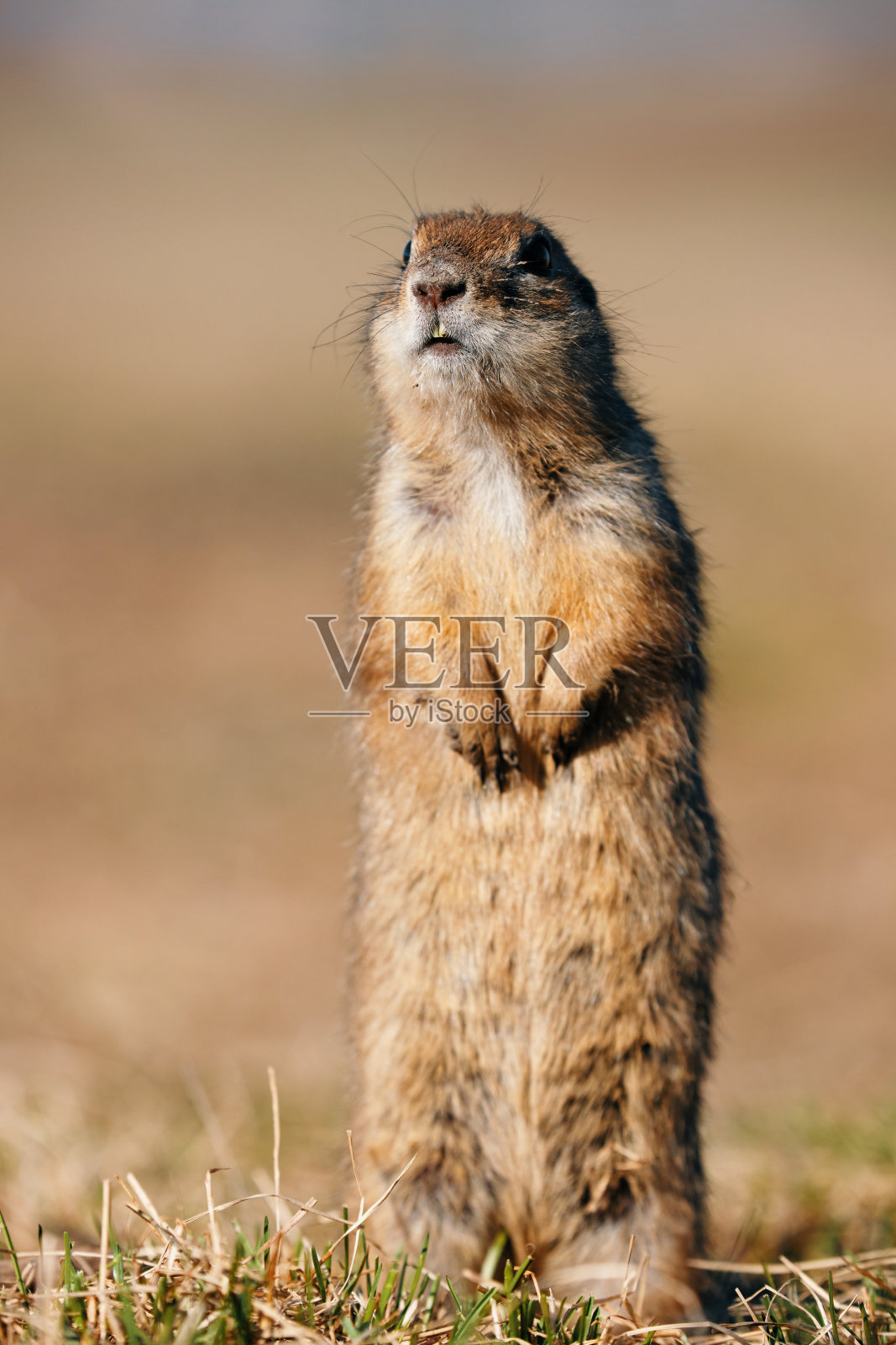 一幅有趣的地鼠、小地鼠或小土鼠的肖像,pygmaeus是鼠科啮齿动物中的一种。苏斯里克在洞旁边。它产于东欧照片摄影图片