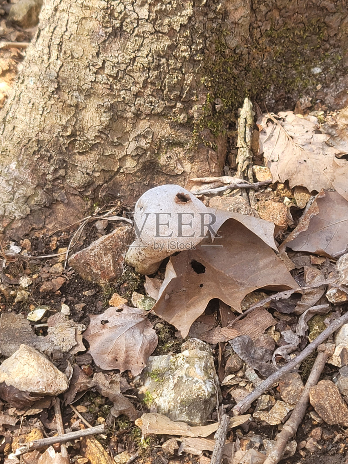 森林地面发现:叶子间的蒲公英照片摄影图片