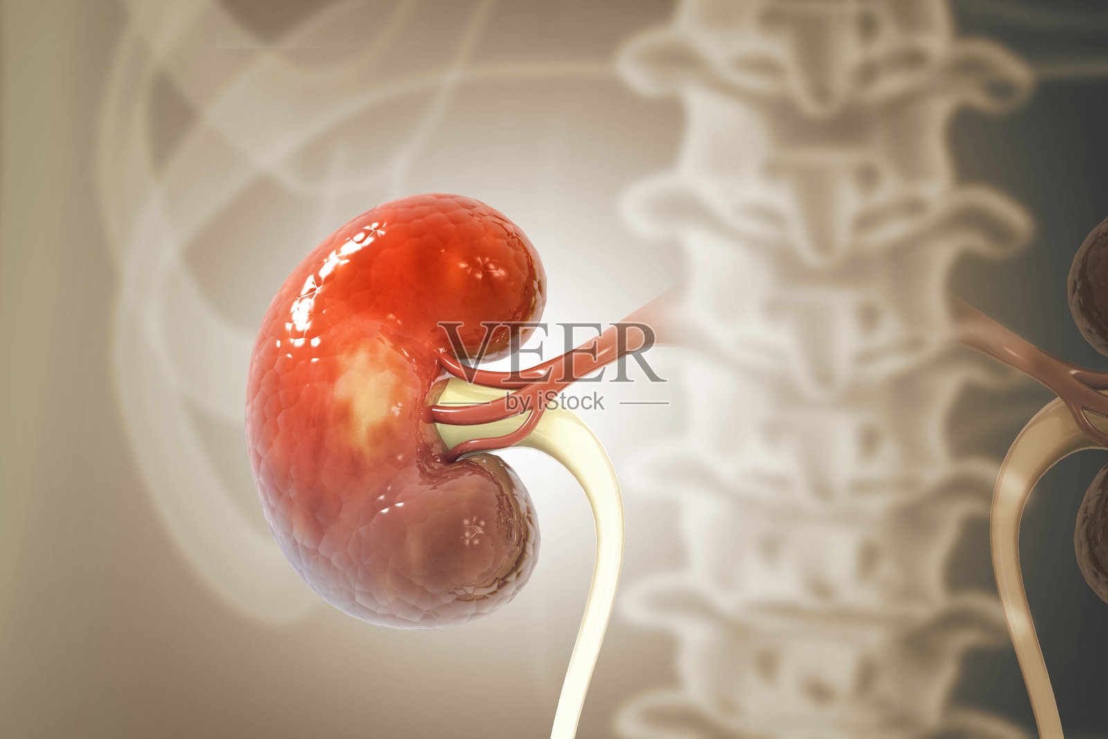 人类肾脏的科学背景。三维演示照片摄影图片