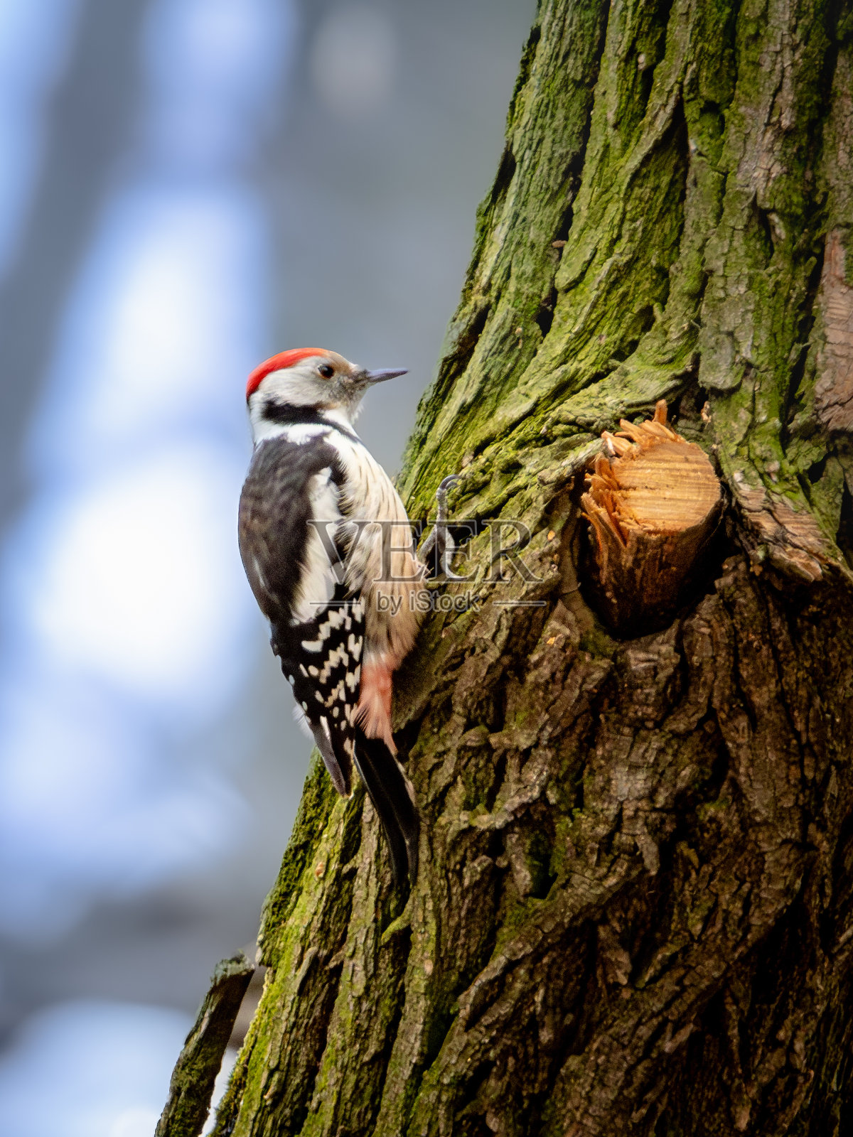 青苔树上的啄木鸟对着蓝天照片摄影图片
