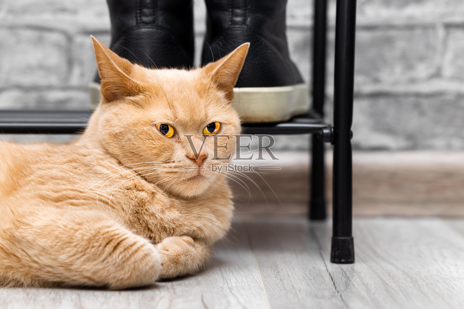 红猫躺在靠近鞋架的地板上。照片摄影图片