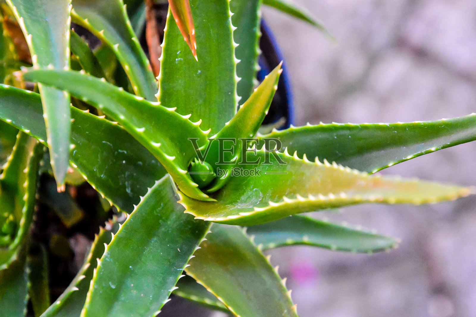 仙人掌纹理背景照片摄影图片
