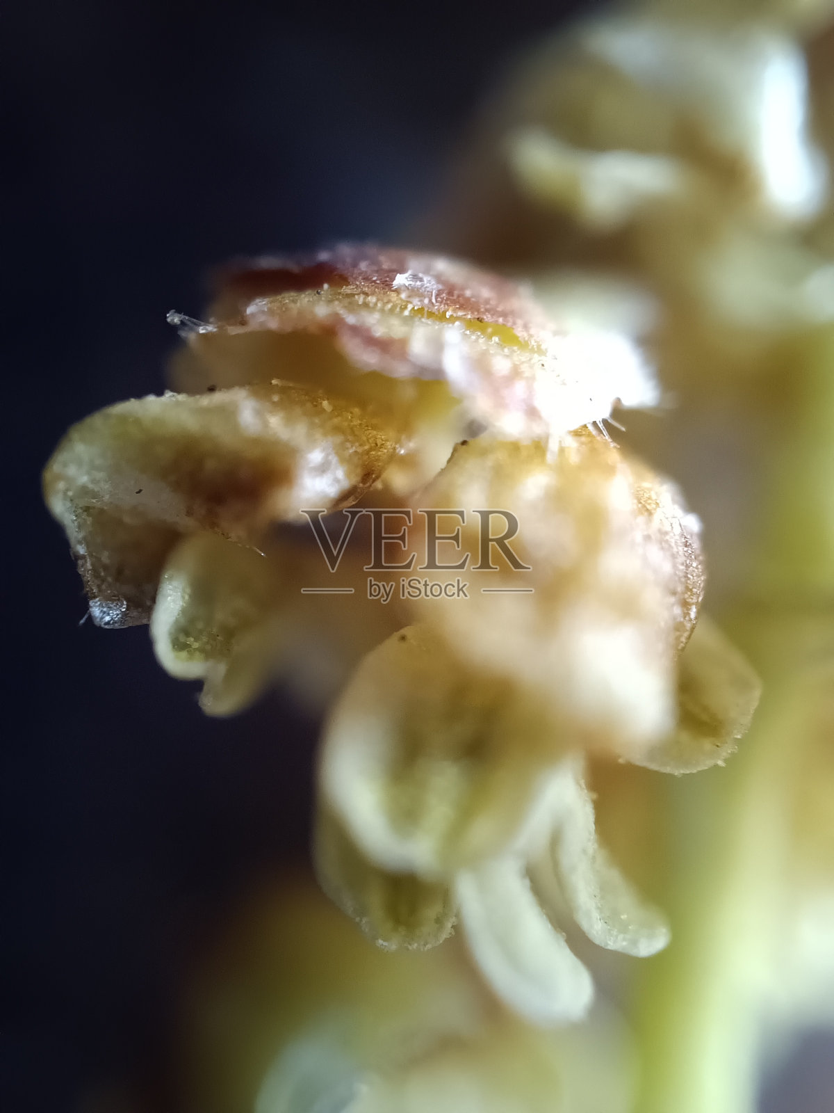 白桦花的显微镜图照片摄影图片