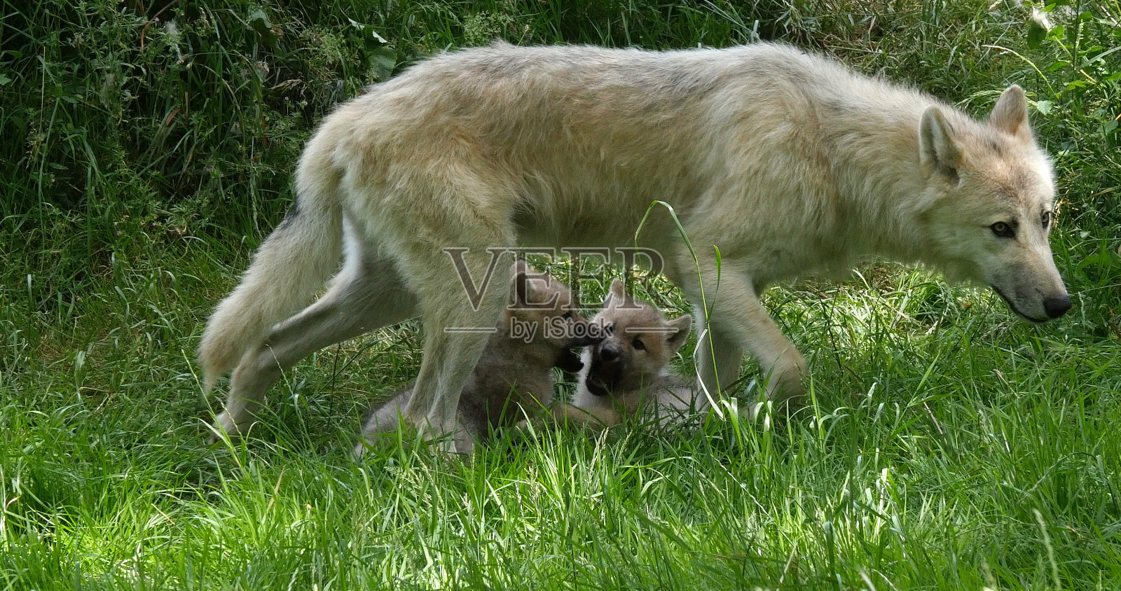 北极狼,犬瘟狼疮,妈妈和宝宝玩耍照片摄影图片