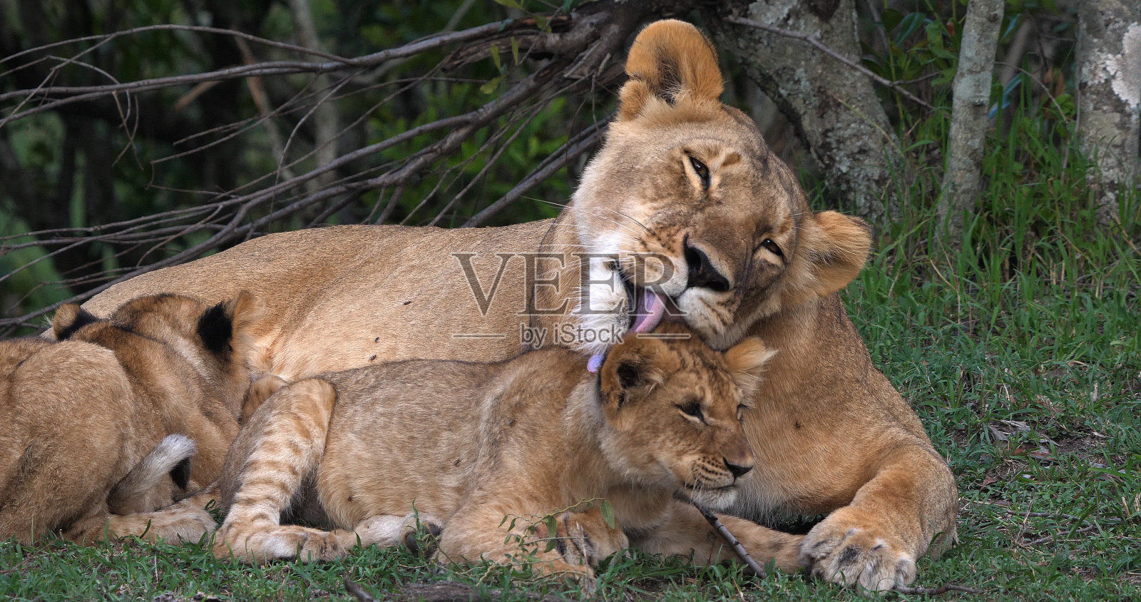 肯尼亚马赛马拉公园,非洲狮,美洲豹,母亲舔着幼崽照片摄影图片
