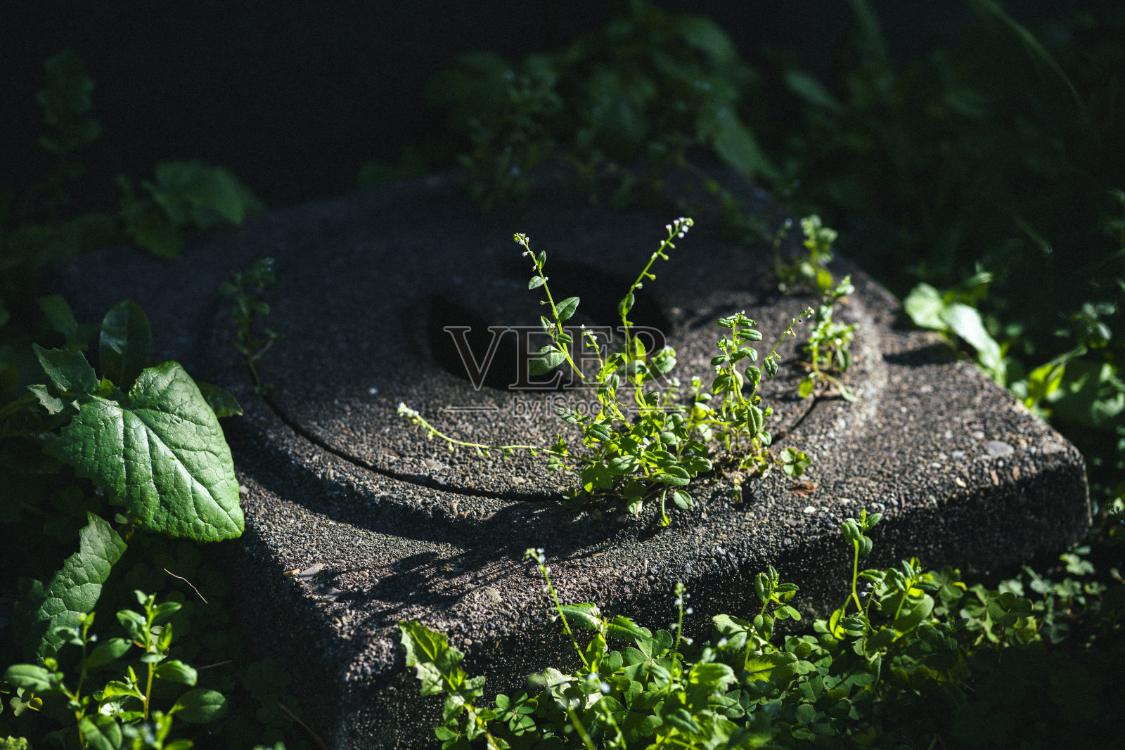 杂草在混凝土间生长。照片摄影图片
