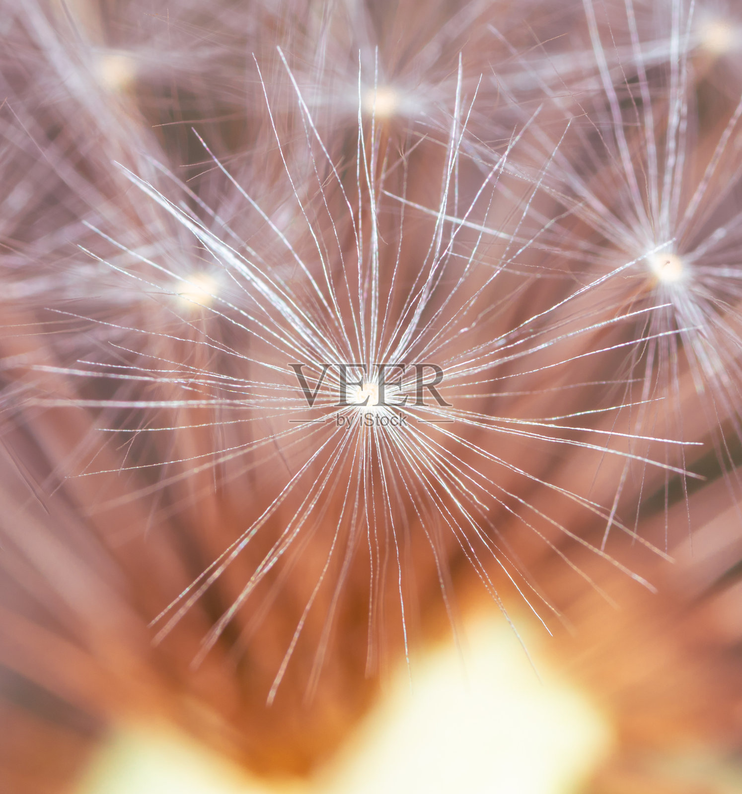 蒲公英上的绒毛作为背景。极端的宏照片摄影图片