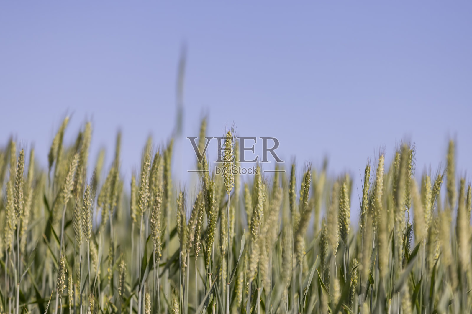 绿色的小麦谷物在夏季成熟前的田野里照片摄影图片