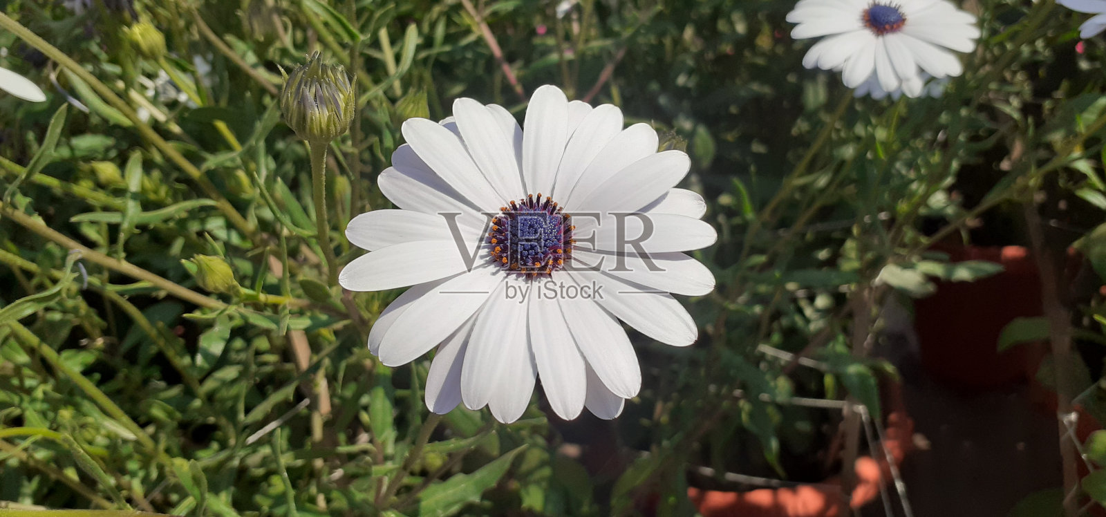 白角雏菊花盛开在绿色的叶子背景照片摄影图片