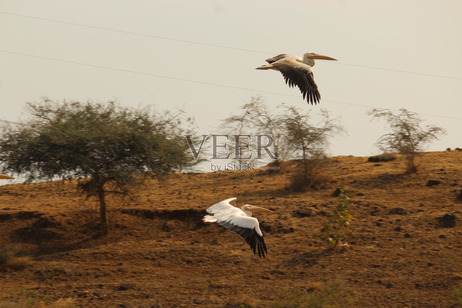会飞的大白鹈鹕照片摄影图片