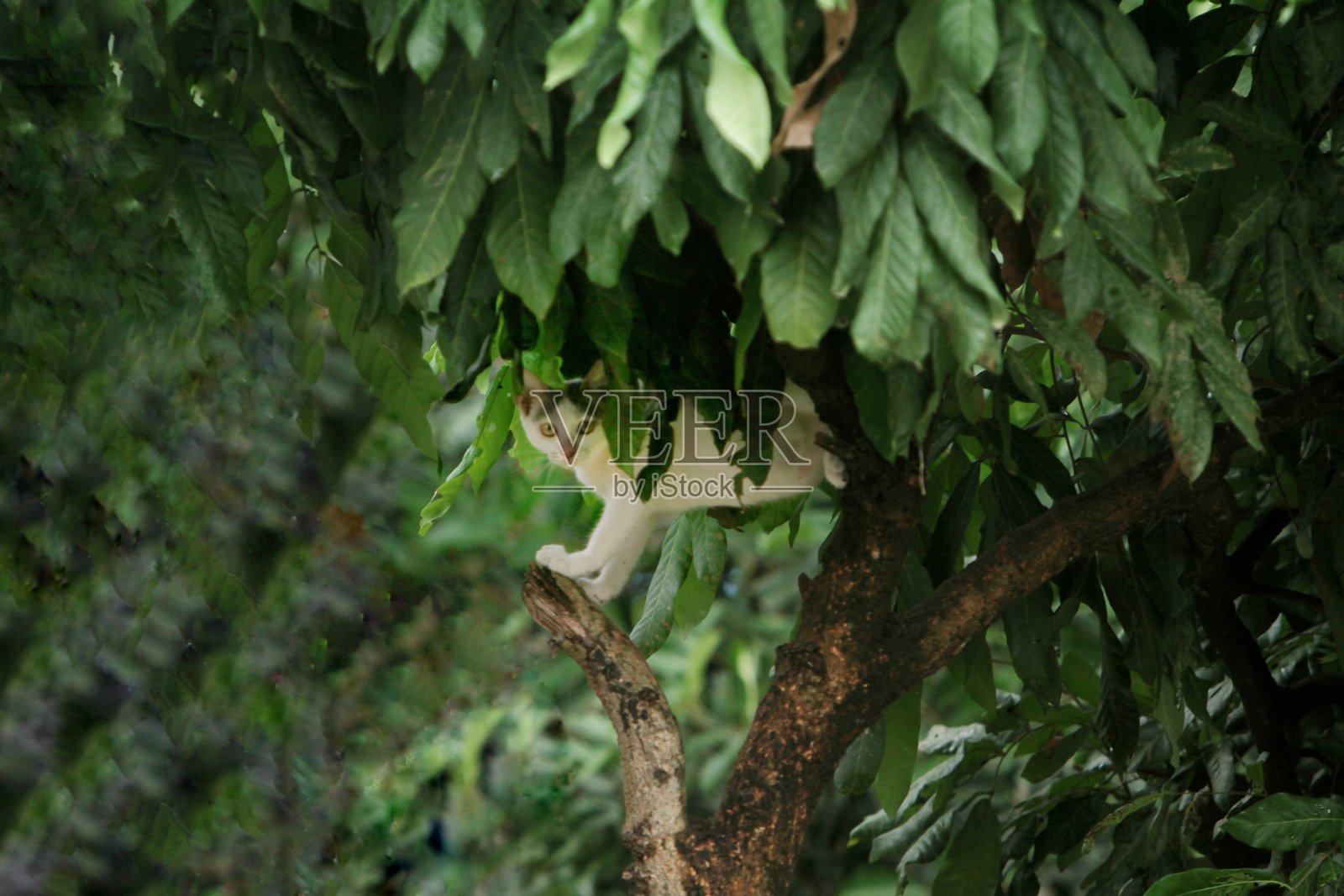 猫猫。照片摄影图片