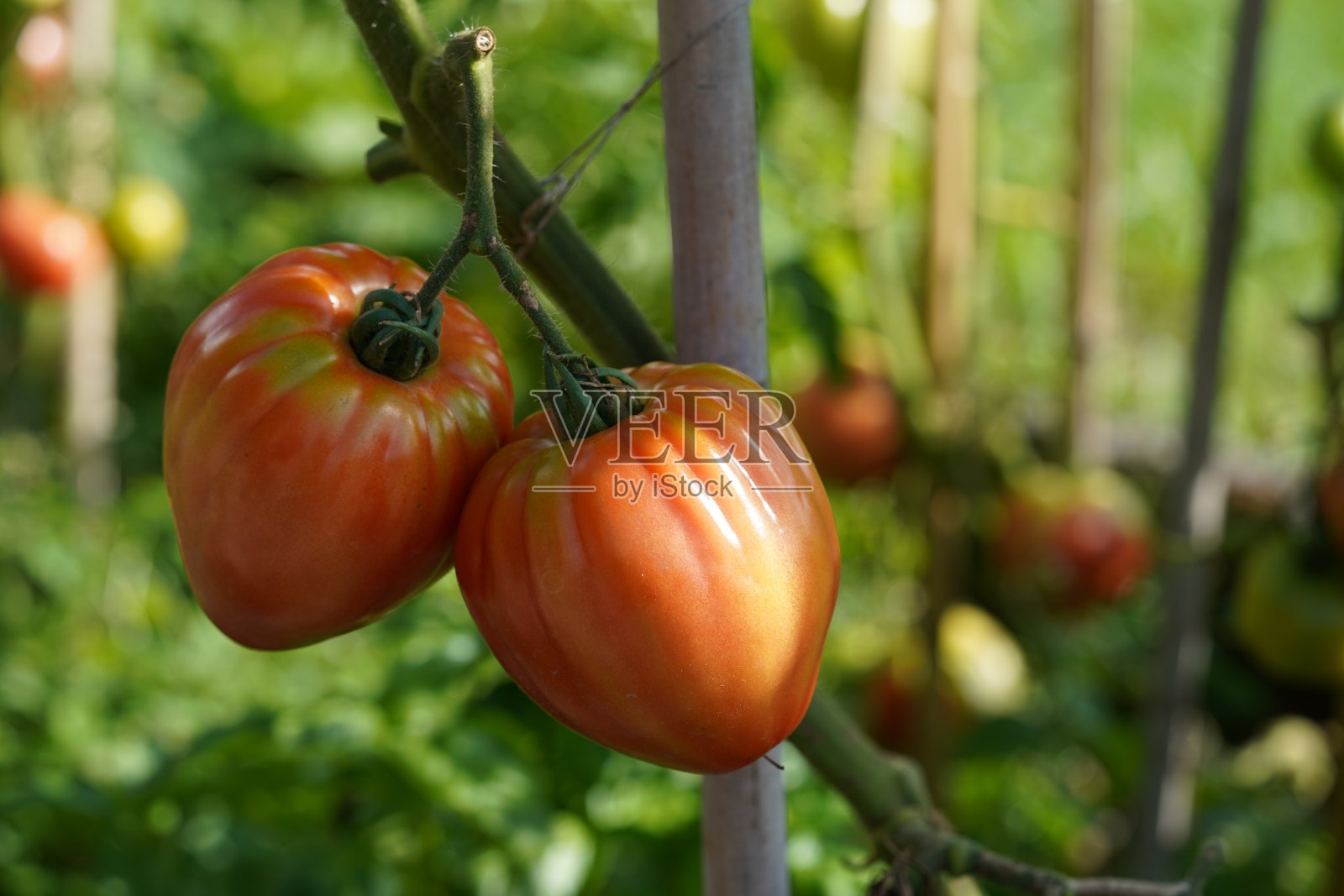长在茎上的两个大的肉质牛排西红柿。照片摄影图片
