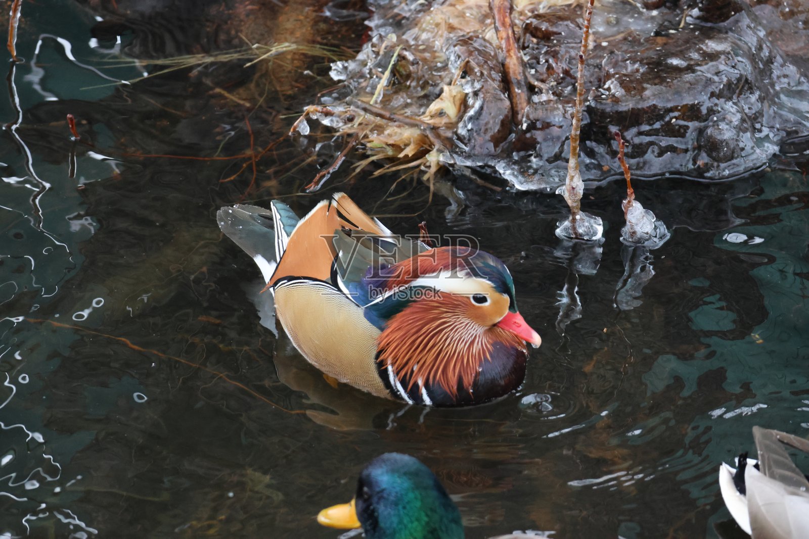 非常不寻常的,美丽和优雅的鸳鸯参观瑞典斯德哥尔摩照片摄影图片