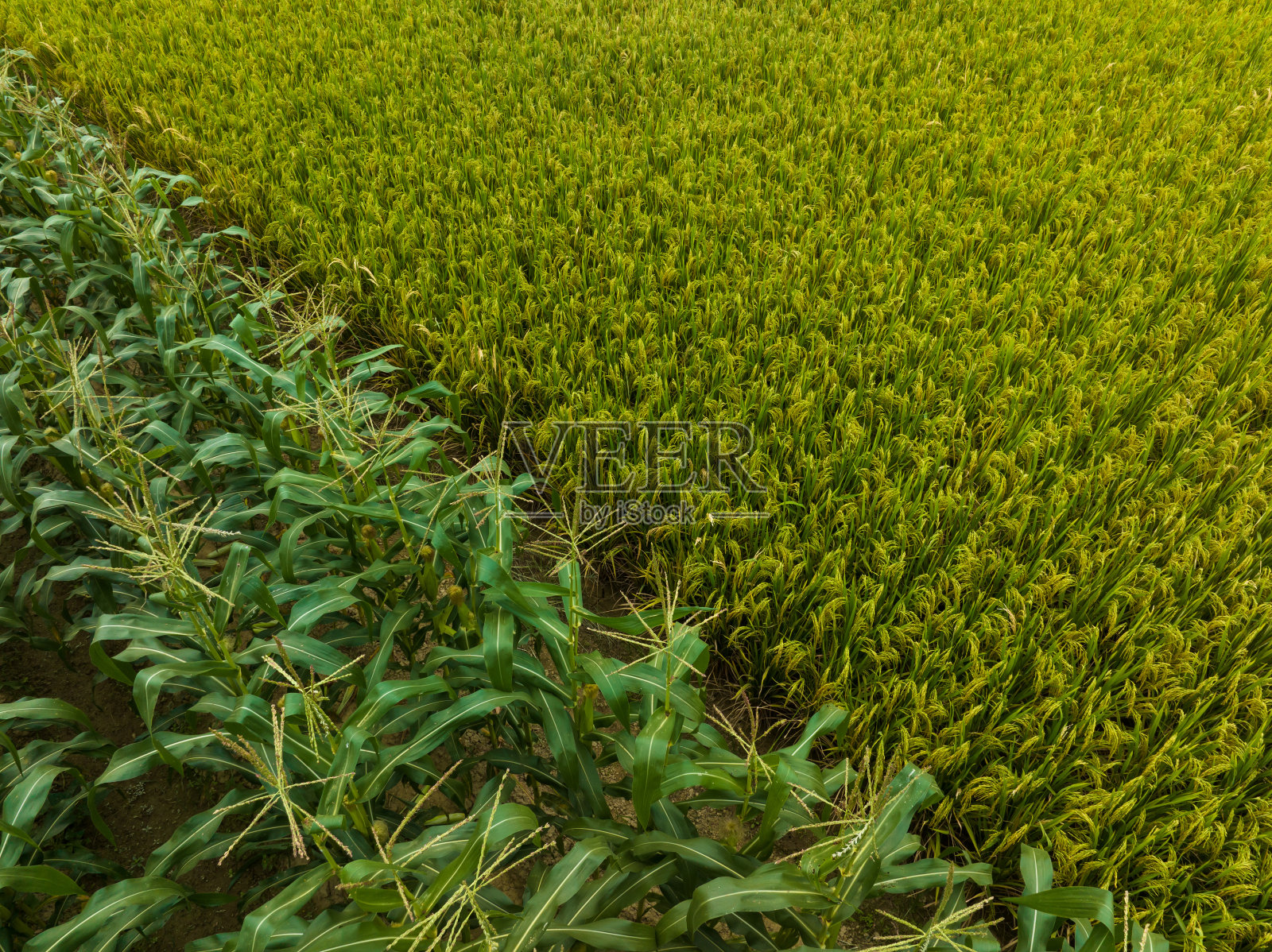 农场里的绿色玉米作物照片摄影图片