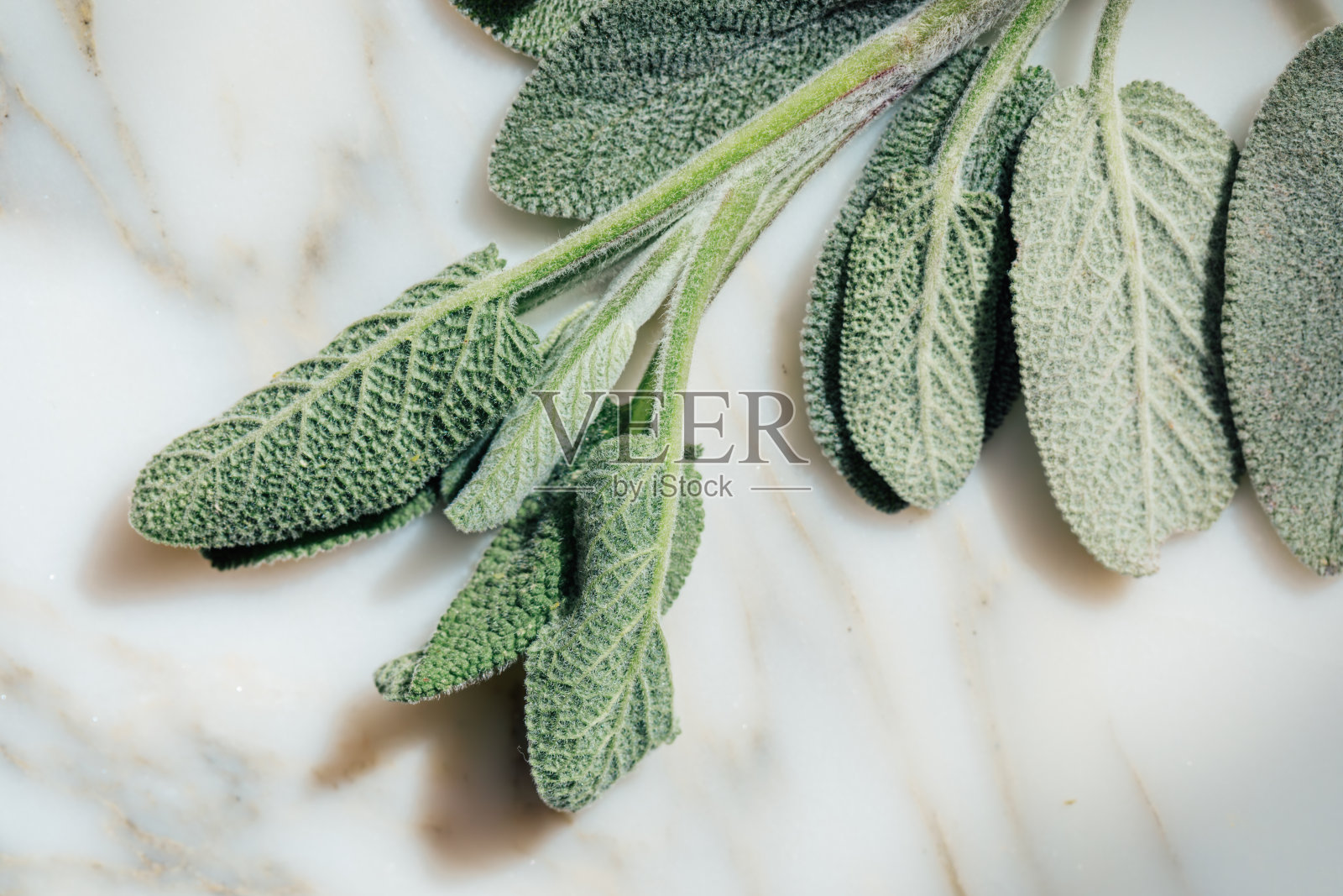 大理石上的绿鼠尾草照片摄影图片