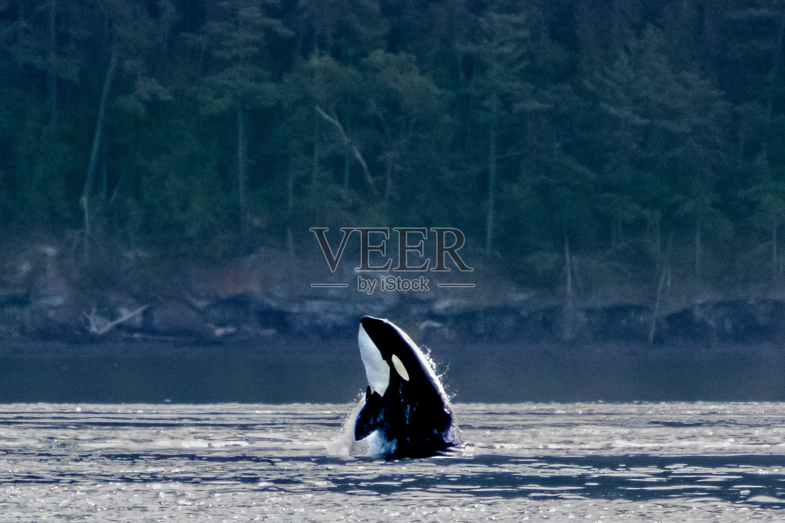 说你好照片摄影图片