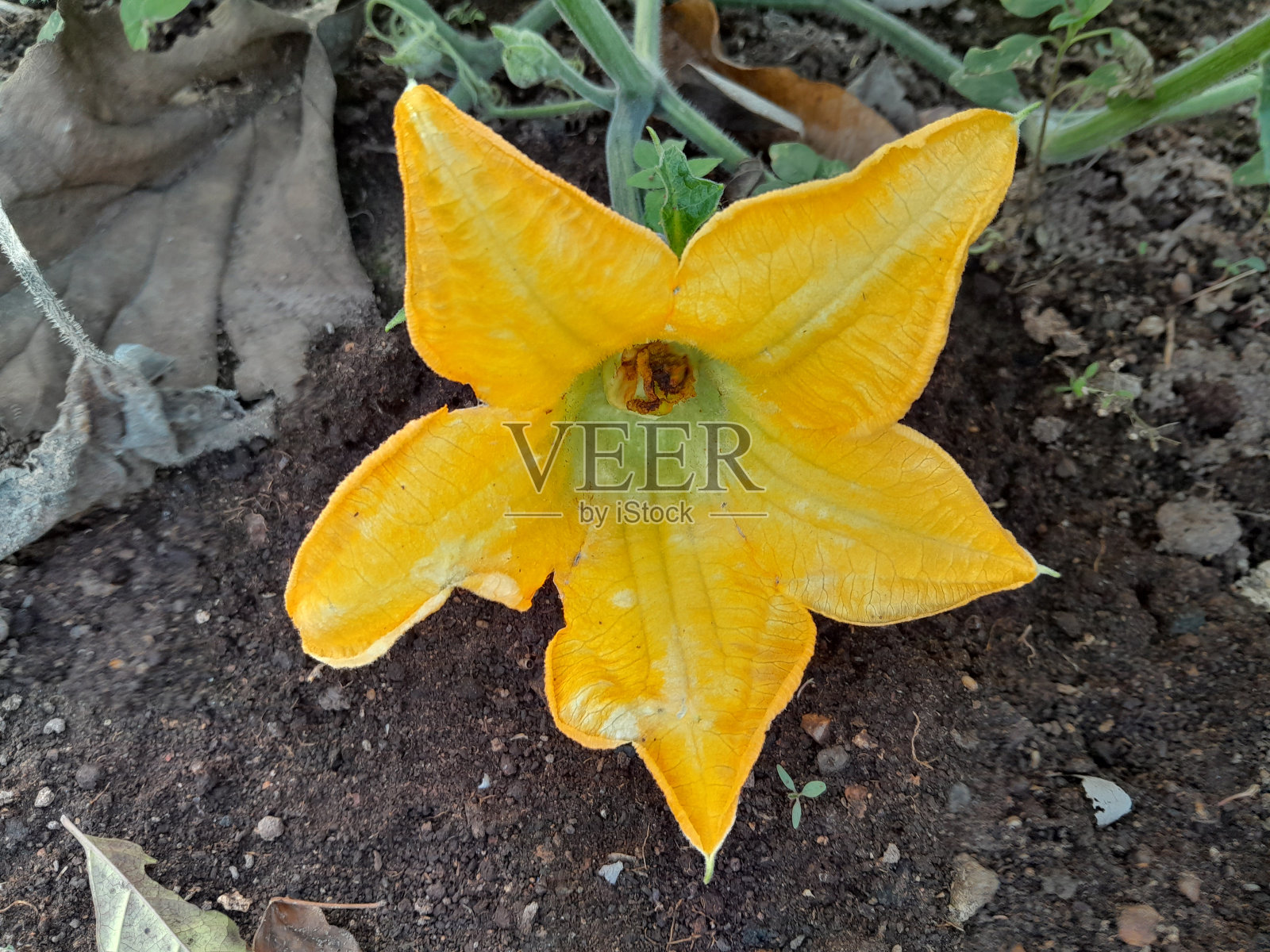 花园里的美照片摄影图片