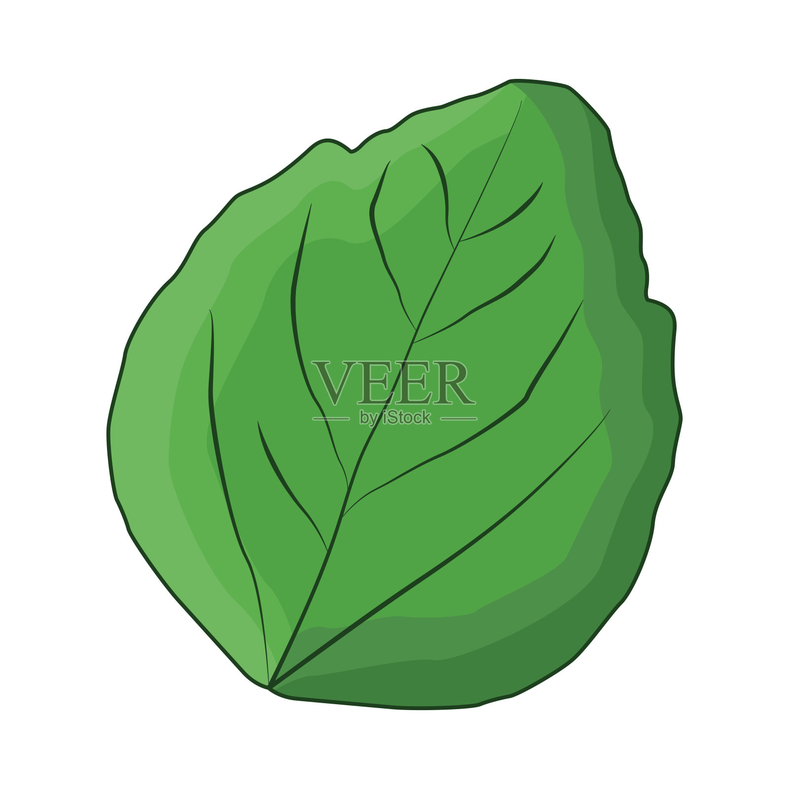 叶插画图片素材