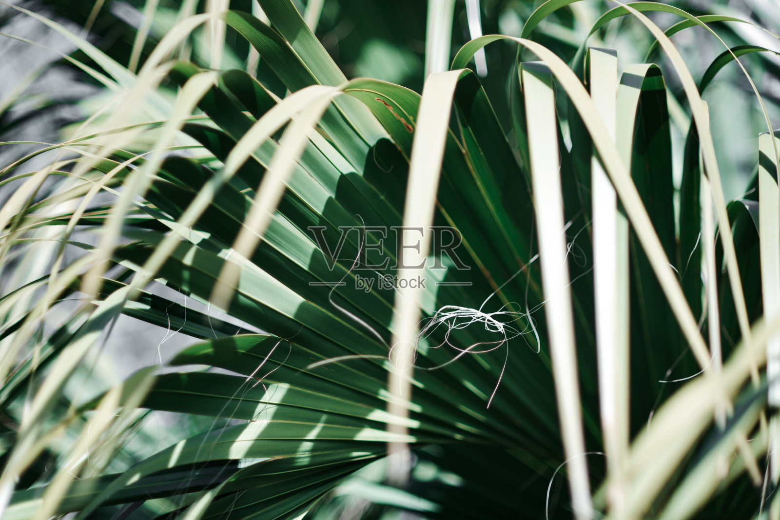 令人惊叹的特写镜头,充满活力的绿色树叶照片摄影图片