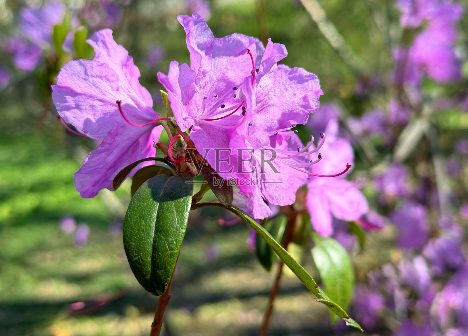 杜鹃花灌木,粉红色的花。照片摄影图片